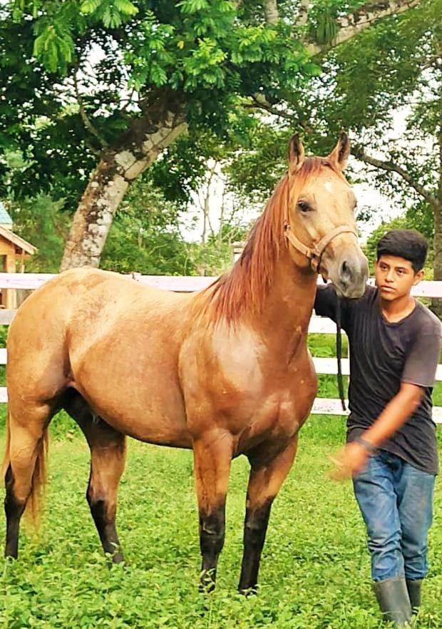 Banana Bank Lodge & Jungle Horseback Adventures Belmopan Exterior photo